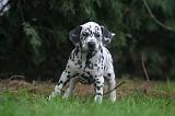 DALMATIEN 483